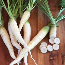 300 Seeds Lunar White Carrot Daucus Carota Vegetable - £14.12 GBP