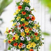 200 Seeds Black Eyed Susan Climbing Flower Bonsai Thunbergia Alata Seeds - $11.65