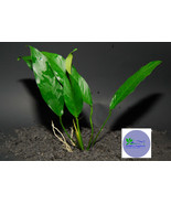 ANUBIAS LANCEOLATA-Freshwater Aquatic Live Plants - $4.45