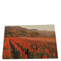 Postcard Watanabe&#39;s Japanese Flower Gardens Phoenix AZ Chrome Unposted - $4.15