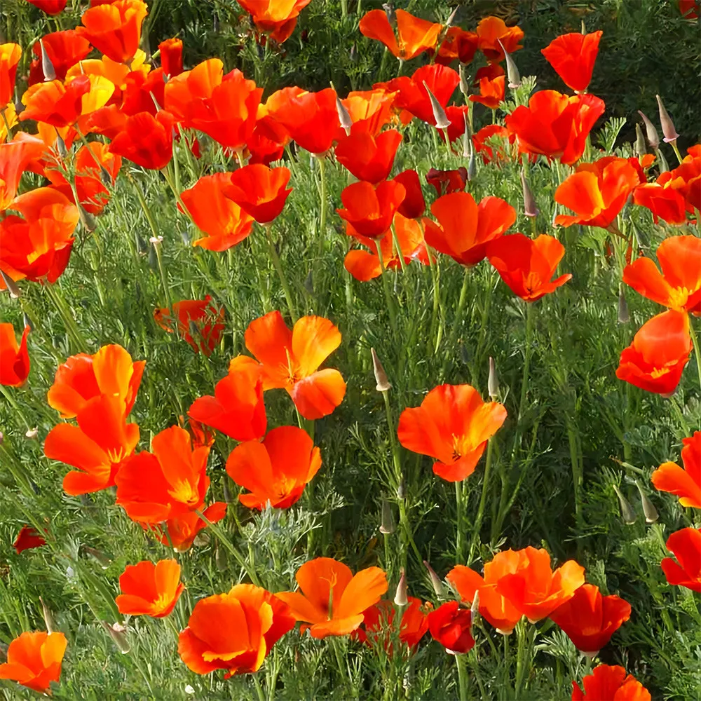 Eschscholzia californica, California Poppy packet.Eschscholzia californi... - €8,73 EUR+