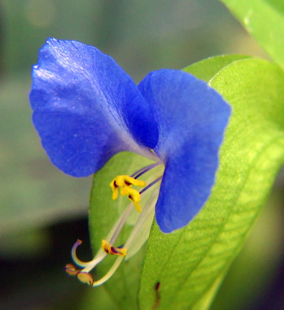 Spiderwort Day Lily Blue Flower Commelina Wandering Jew Plant 5x Cutting - $12.76