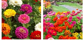 200+ Seeds California Giant Zinnia Flower Seeds Mixed Colors Annual - £14.84 GBP