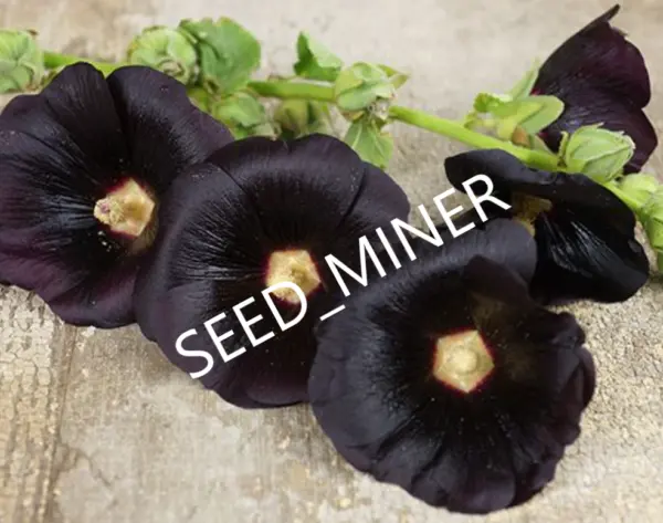 Hollyhock Black 20 Seeds Biennial Heirloom Open Pollinated Usa Garden - £4.63 GBP