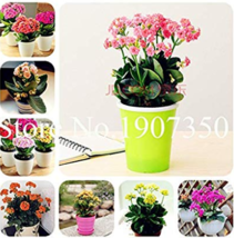 100  pcs Kalanchoe Bonsai Longevity Flower Potted Plants Planting Seasons Flower - £3.98 GBP