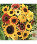 New Fresh Seeds Sunflower Here Comes The Sun Mix 6 Types Bees Love Sunfl... - $5.96