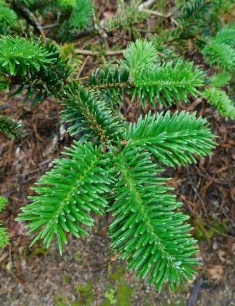 30 George Fir Tree Seeds For Planting Abies Forrestii Georgei Usa Seller - £14.27 GBP