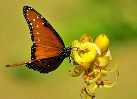 `senna Alata, Cassia Candlestick Candelabra Bush Tree Butterfly Flower 100 Seeds - $9.99