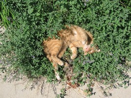 SEEDS For U &amp; Your Cats- CATNIP Nepeta Cataria - Sedate Relax Herbal Med... - $3.44+