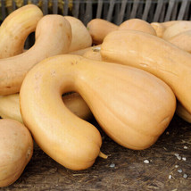 25 Tahitian Butternut Squash Seeds Planting Gardening USA SELLER - £10.00 GBP