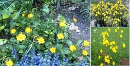 Yellow Coreopsis Tequilla Sunrise Perennial Flower 50 Seedssellet Garden... - $8.97