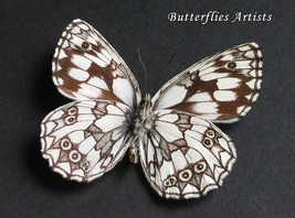 Real Marbled White Butterfly Melanargia Galathea Framed Entomology Shadowbox  - £39.95 GBP