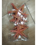 Dried Starfish Powder Colored - Wedding Decoration - Crafting - Wreaths ... - $223.20 MXN