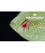 LEPANTHES NONTECTA SMALL ORCHID MOUNTED - $47.17