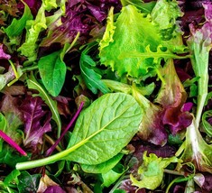 Lettuce Seeds - High Yielding Heirloom Non-GMO 50 Seeds - £7.84 GBP