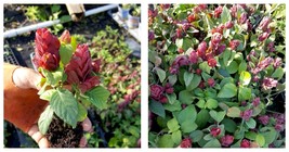 Red Maroon Shrimp Plants Justicia Brandeg EAN A~Live Plants~ 5 To 7 Inches Tall - £20.69 GBP