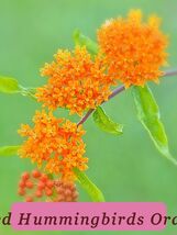 30 Seeds Butterfly Weed Hummingbirds Orange Usa Organic Heirloom - $41.15 MXN