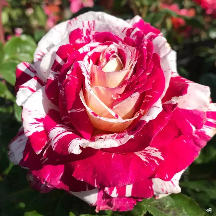NEIL DIAMOND Fully Grown Blooming Size Rose Bush PlantHTF  - $98.21