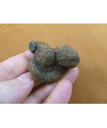 (PP462-64) 1-5/8&quot; Genuine Fossil TURTLE POOP Coprolite DUNG WEIRD WA sta... - $12.19
