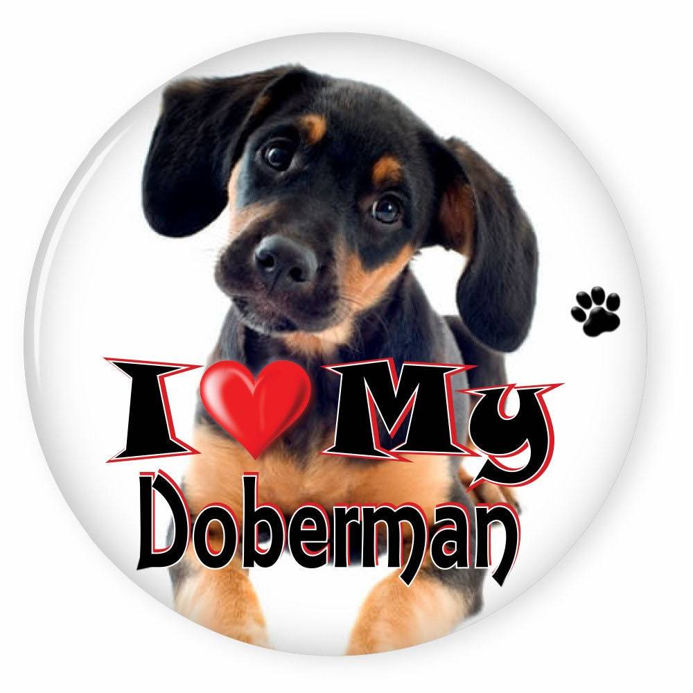 I Love My DOBERMAN - Dog Puppy 3&quot; CAMPAIGN Pin Back Button For your favo... - $7.99