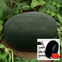 2 Bags 10G / Bag Of Black Tyrant Super Sweet Watermelon Seeds Fresh Gard... - £11.57 GBP