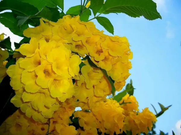 Yellow Bells Esperanza Tecoma Stans Yellow Trumpet Starter Plant Garden - £33.01 GBP