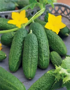 25 Seeds Bush Champion Cucumber Planting Edible Food Easy To Grow Garden - $9.82