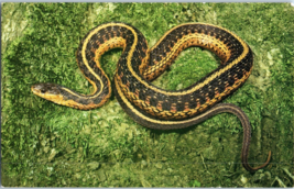 Garter Snake Sapsucker Woods Sanctuary Ithaca New York Snake Postcard - £5.49 GBP