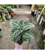 Aphelandra Zebra Plant Flowering Plant | 4in pot - €15,30 EUR Aphelandra Zebra Plant Flowering Plant | 4in pot - €15,30 EUR