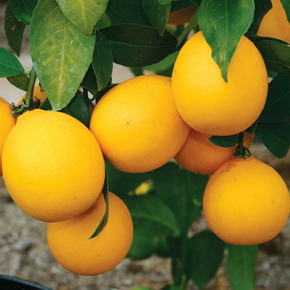 Improved Meyer Lemon Tree Semi-Dwarf 18-36&quot; Tall Live Citrus Plantted - £148.15 GBP