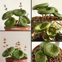 100 Seeds Fresh Real Crassula Umbella Semillas Bonsai Succulents Plant Seeds Bea - $21.90