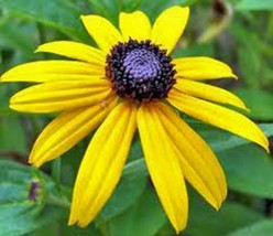 Black Eyed Susan 500+ Seeds Organic, Beautiful Vivid Bright Colorful Flowers - $8.99
