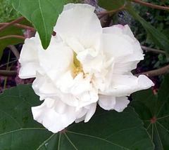 SHIPPED FROM US 100 White Double Rose of Sharon Hibiscus Flower Tree Seeds, SB01 - £15.58 GBP