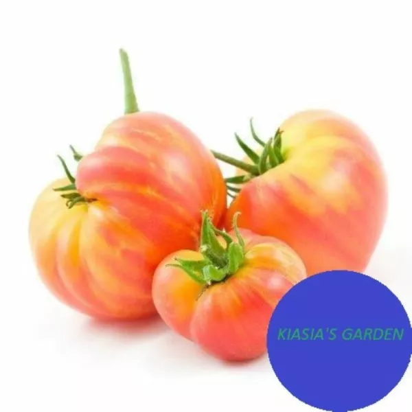 Tomato Seeds Beefsteak Rainbow 50 Seeds Non Gmo Fresh - £7.07 GBP