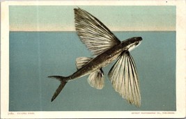 Antique Detroit Photographic Co. Flying Fish Postcard 7280 Unused - £11.46 GBP