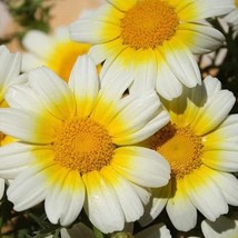 SDC Garland Daisy For Planting 100 Seeds Vibrant Bicolor Garden Flo Fres... - $464.39 MXN