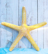 Nautical Marine Ocean Coral Yellow Sea Star Shell Starfish Wall Plaque Sculpture - £31.26 GBP