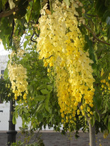 Ornamental Thai Golden Shower Tree, 10 seeds, CASSIA FISTULA, very showy - £2.35 GBP