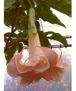 10 Cantaloupe Angel TrumpetBrugmansia Datura 633 Flowers Seeds - $7.39