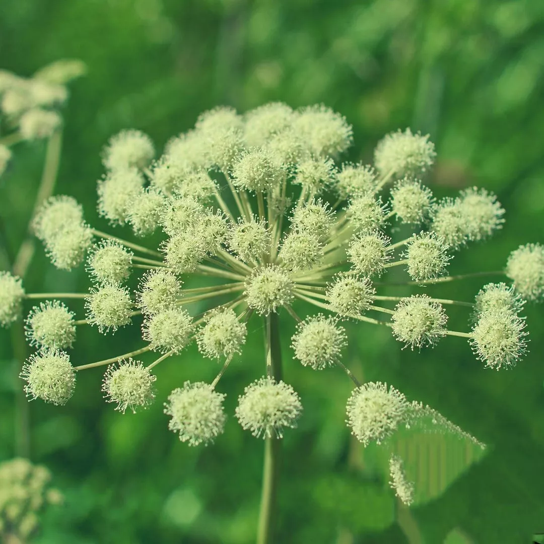 CLK Angelica Seeds 100 Seeds Archangelica Herb Garden Culinary USA Seller - £6.73 GBP