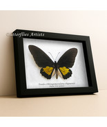Troides Oblongomaculatus Papuensis Real Birdwing Butterflies Framed Shad... - $93.71 CAD