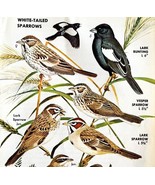 White Tail Sparrows Varieties And Types 1966 Color Bird Art Print Nature... - €17,24 EUR