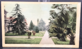 Vintage c1905 Typical California Lawns Palm Tree Fronds Pasadena Postcard - £6.14 GBP