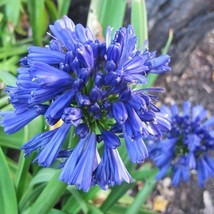 25 Agapanthus Blue Lily Of The Nile Flower Seeds Perennial From US  - $8.35