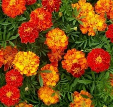 AD Marigold Seeds 100 Sparky Mix Flower Annuals Orange Yellow Home Garden - $13.26