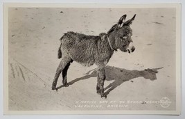 Valentine Arizona Donkey A Native Son at 7-V Ranch Resort Frashers Postcard C24 - £51.09 GBP
