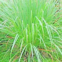 FA Store Lemongrass 300+ Seeds Lemon Grass Mosquito Insect Repellent Fresh Non-G - £7.66 GBP