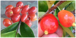 Australian Beach Cherry (Eugenia reinwardtiana) 2.5&quot; Container Size - £101.33 GBP