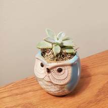 Ghost Plant in Ceramic Owl Pot, Live Succulent, Graptopetalum paraguayense, 2.5"