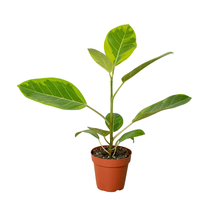 Ficus Altissima &#39;Yellow Gem&#39;-4&quot; Pot - $566.02 MXN